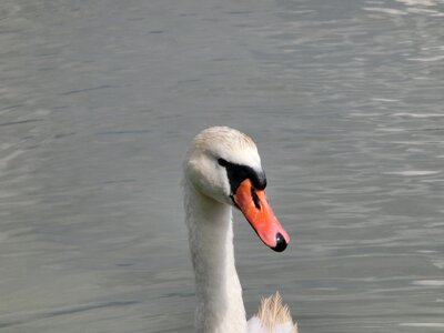 Animal white lake