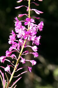 Nature alps plant