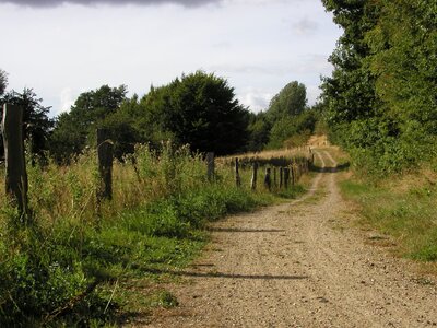 Borde holm eidertal summer