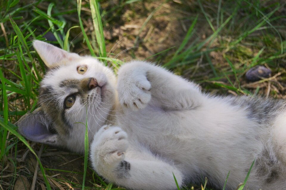 Animal garden cute
