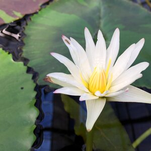 White flowers pond plant