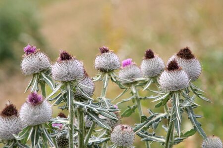 Nature summer quills