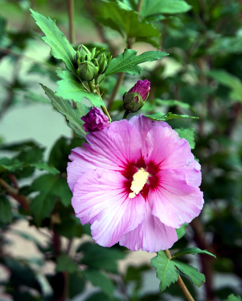 Nature petals pistil