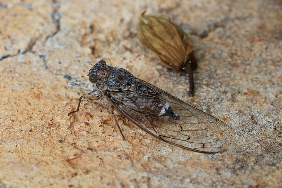 Insect greece grille