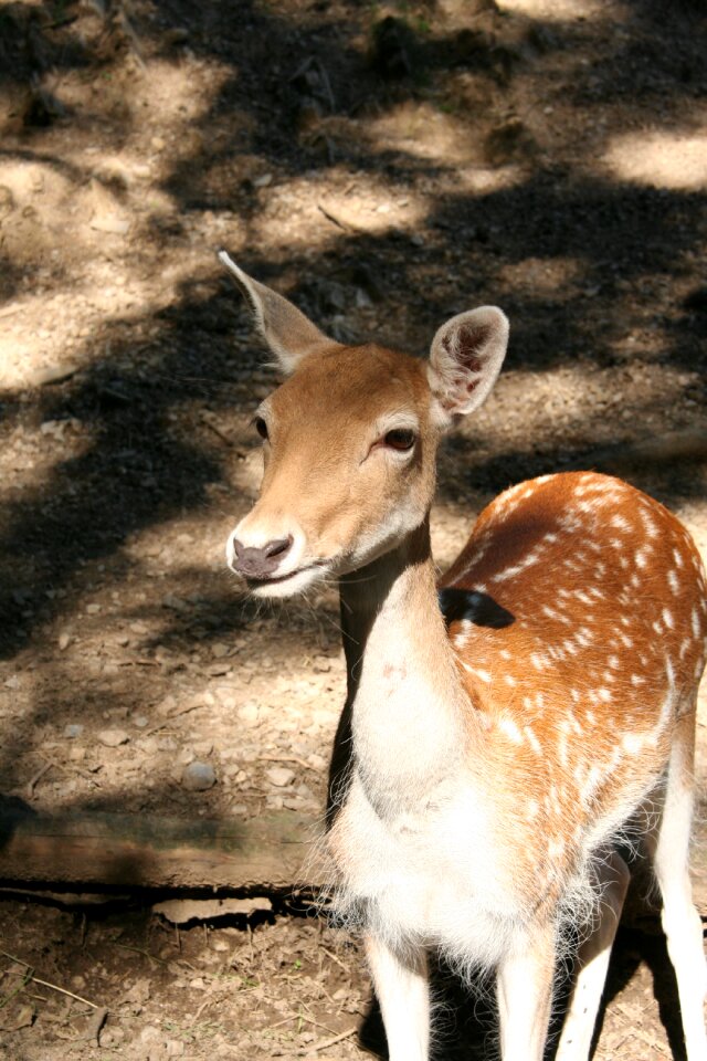 Wild animal deer mountain