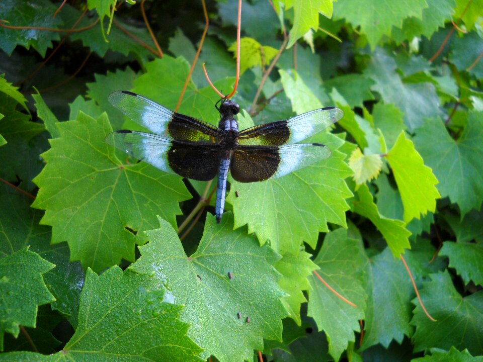 Insect nature