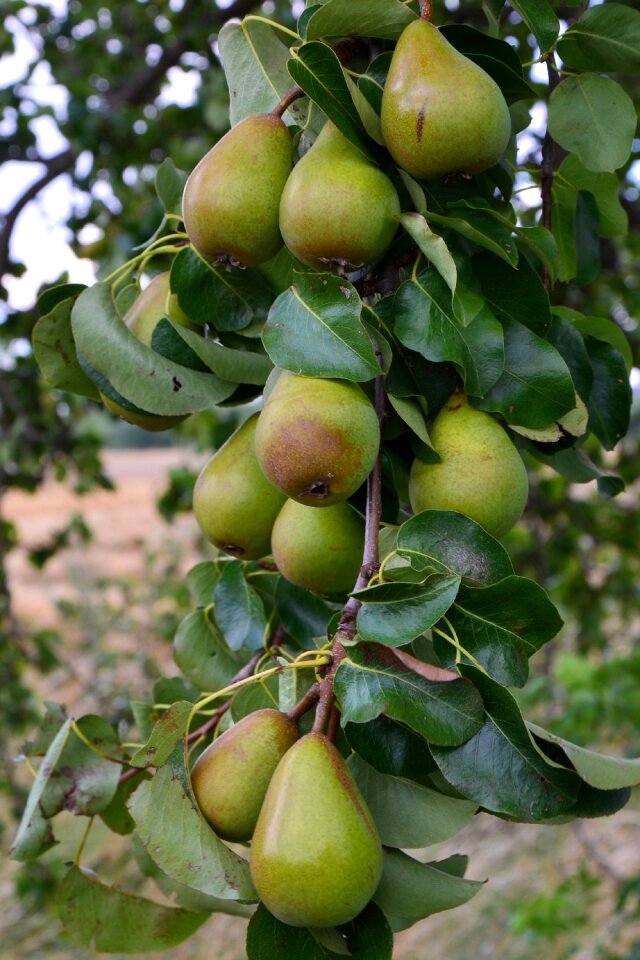 Fruit fruits summer