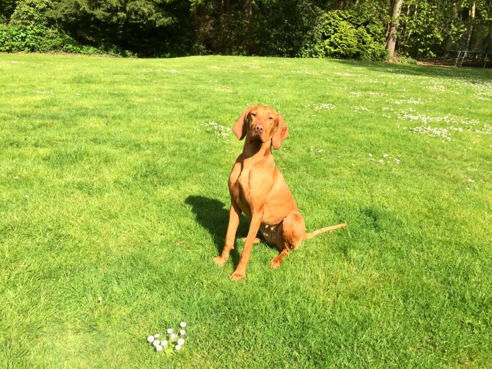 Hungarian purebred obedient