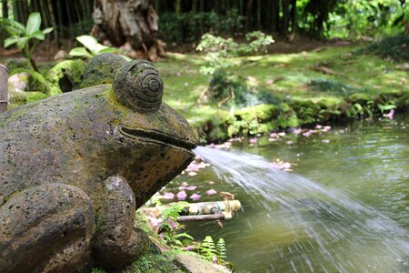 Water fountain toad photo