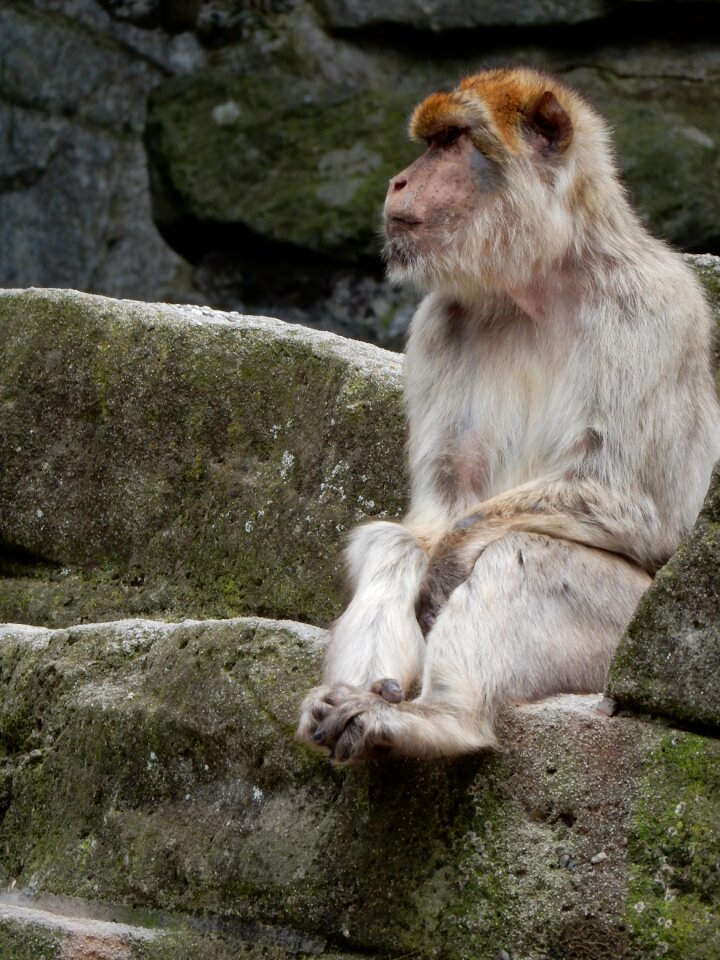 Animal world mammal äffchen