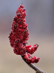 Shrub close-up red