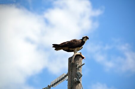 Wildlife bird fish photo