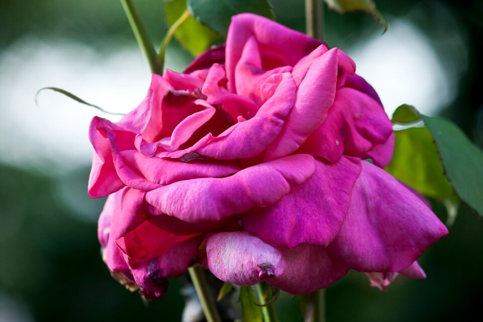 Nature flower red rose