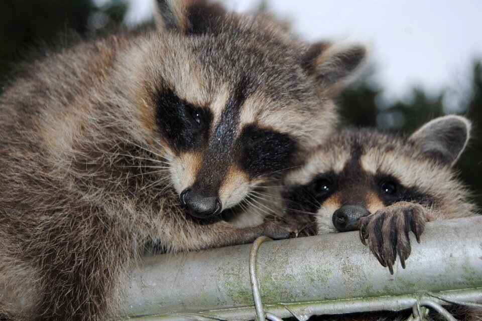 Animal photo nature wild