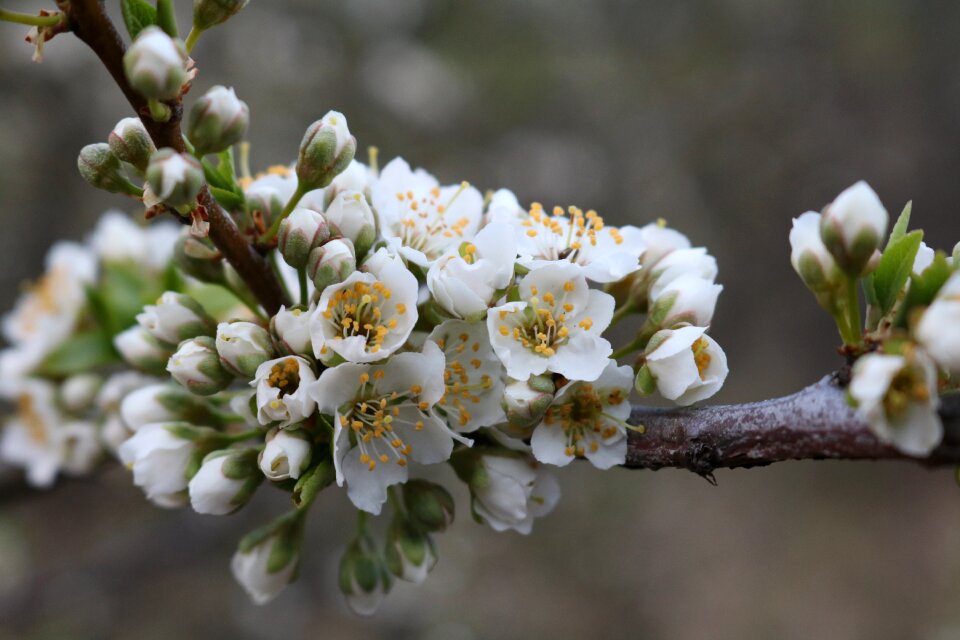 Bloom apple tree closeup