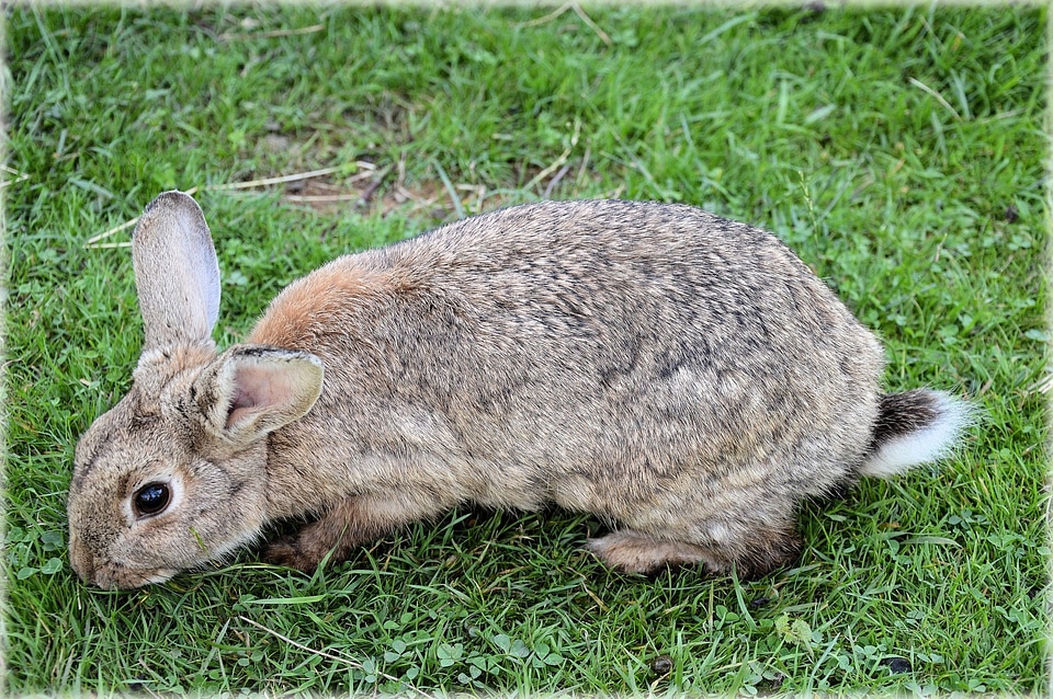 Zoology species environment