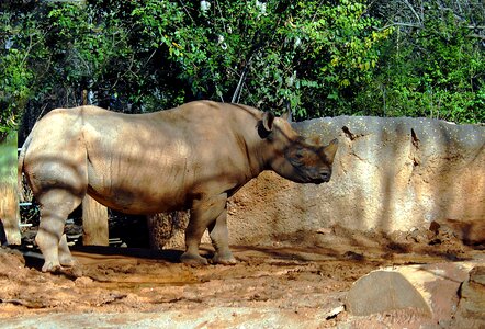 Reserve rhinoceros mammal photo