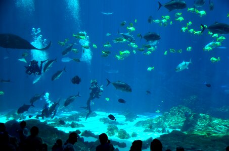 Scuba diver indoor aquarium colorful