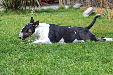 Dog bull terrier blackbrindle photo