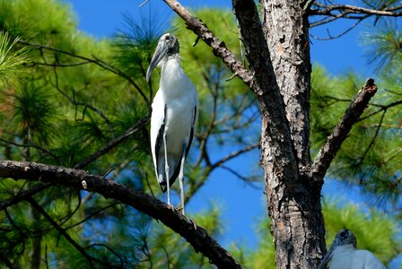 Wildlife avian marsh land