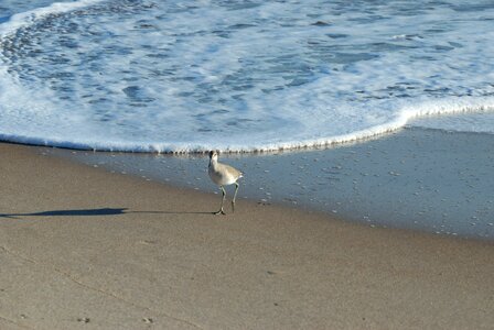 Avian wading bird waterbird