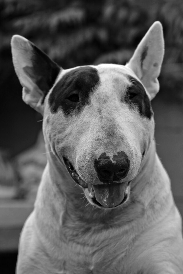 Dog bull terrier white