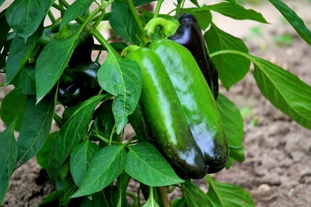 Vegetables food healthy photo