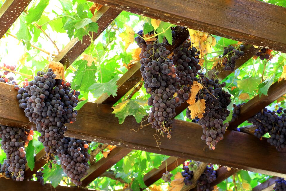 Vine grapevine blue grapes