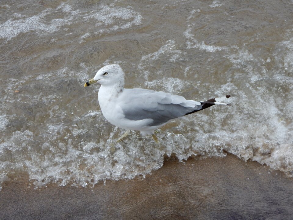 Sea beach water