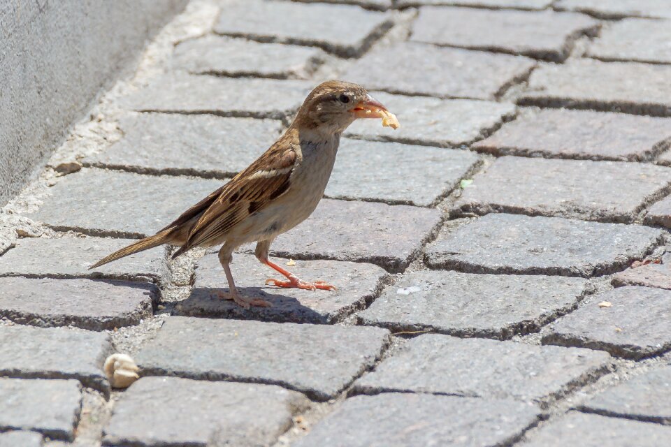 Sperling birds songbird
