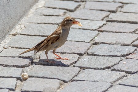 Sperling birds songbird photo