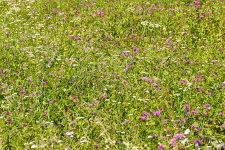 Flower meadow wild flowers summer meadow photo