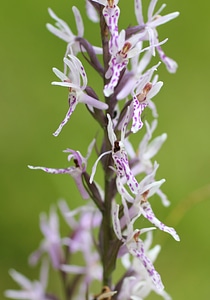 Orchid wild flower flower