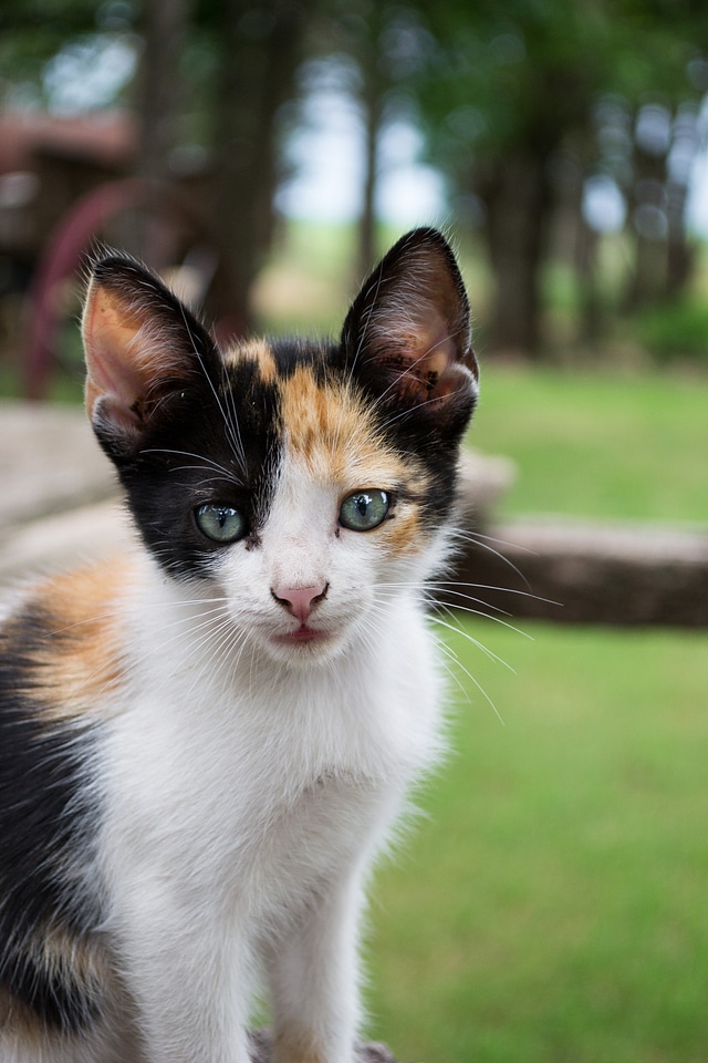 Pet animal pets
