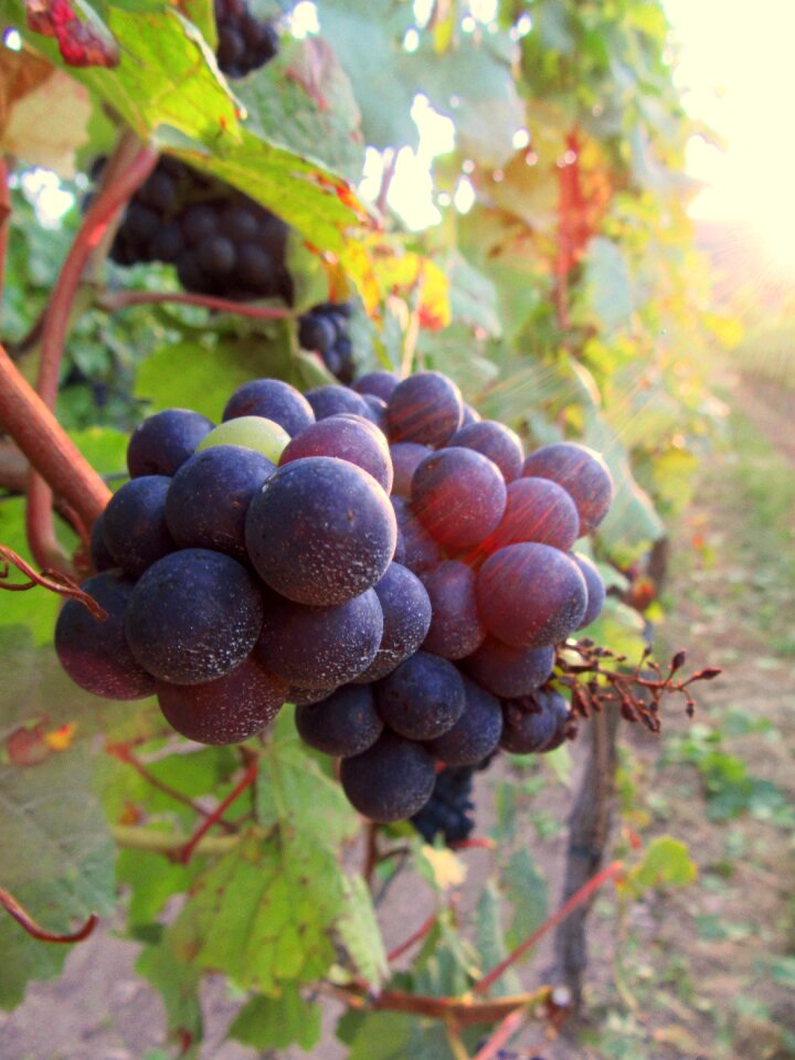 Cluster black grape fruit