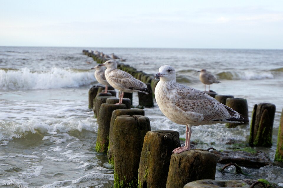 Water bird wave