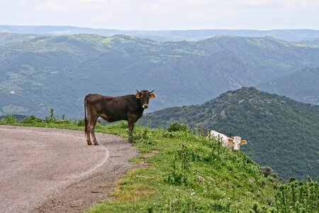 Ballao cow mountain