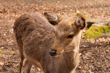 Kitz nature young deer photo