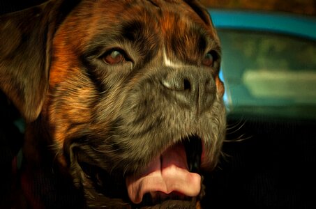 Boxer dog friend