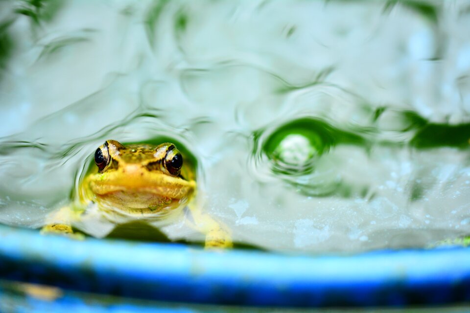 Quentin chong frog the water