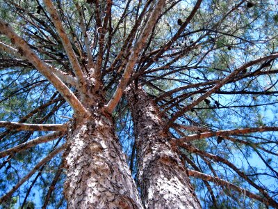 Nature outdoor trunk