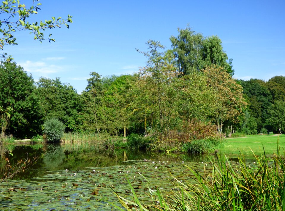 Aquatic plant nature sky