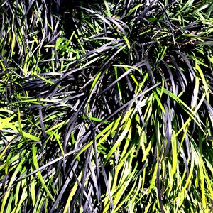 Nature green grass spring