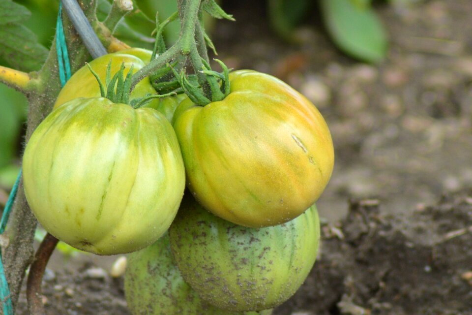 Garden bush tomatoes green