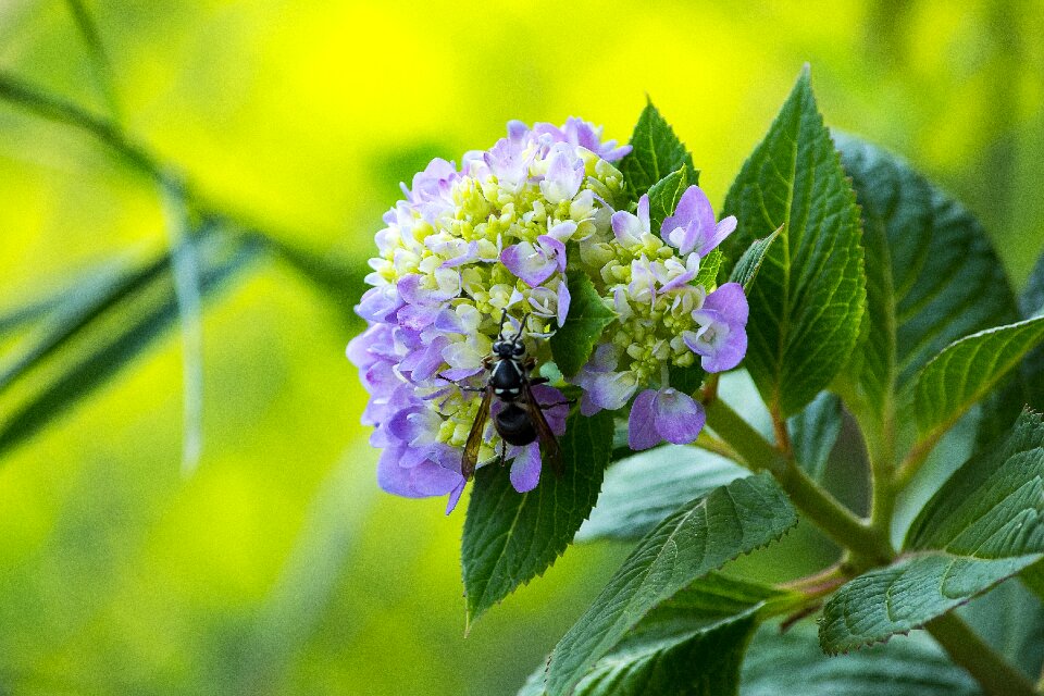 Insect flying