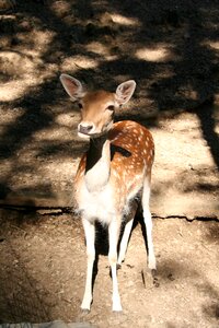 Nature deer trees