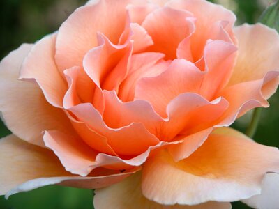 Flowers rose orange photo