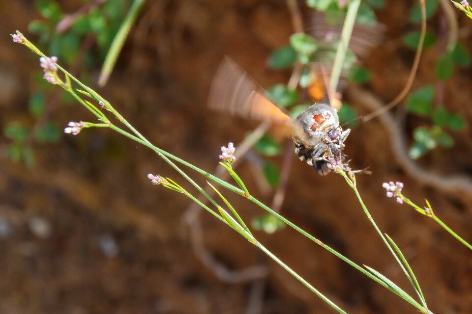 Blossom bloom nectar