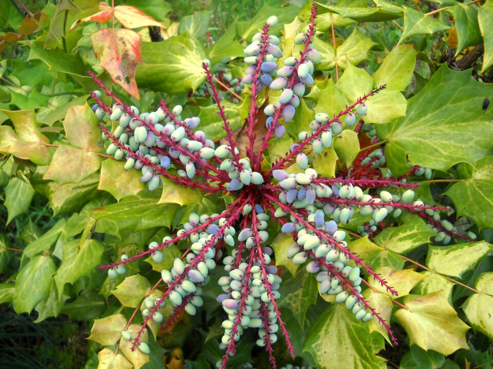 Leather leaf leaves