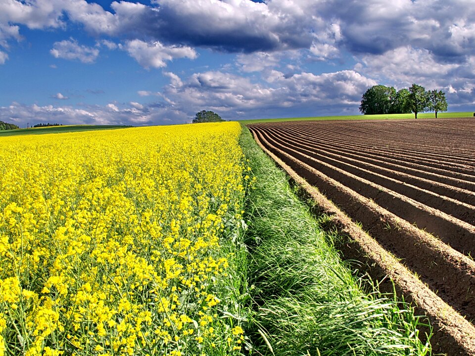 Yellow field of rapeseeds clouds